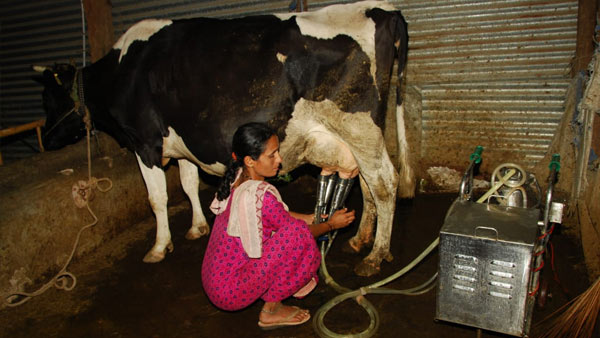 ನಮ್ಮಲ್ಲಿ ಒಟ್ಟು 15 ಹಸುಗಳಿವೆ