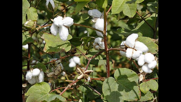 ಬಿಟಿ ಹತ್ತಿ ಬಗ್ಗೆ ಮಾತನಾಡುತ್ತಿದ್ದೆ: ಜವಂದಿಯಾ