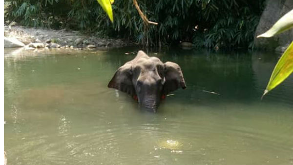 ಪೊಲೀಸರು ಮತ್ತು ಅರಣ್ಯ ಇಲಾಖೆ ಜಂಟಿ ಕಾರ್ಯಾಚರಣೆ