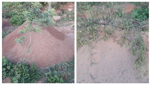 ಹೆಚ್ಚಿನ ಮಾಹಿತಿ ಇಲ್ಲ