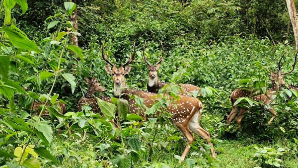 ಕಣ್ಮನ ತಣಿಸುವ ಹಸಿರ ವನಸಿರಿ