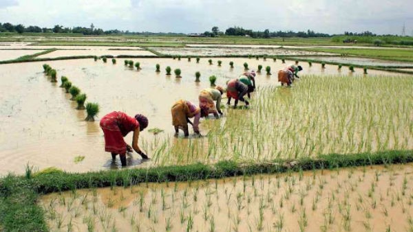 ಬೆಳೆಗಳಿಗೆ ರಸಗೊಬ್ಬರ ಕೊಡುವುದು ಲಾಭದಾಯಕ