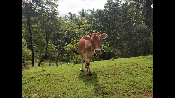 ಒಂದು ಹಸುವನ್ನು ಸಾಕುವುದೇ ಕಷ್ಟ...