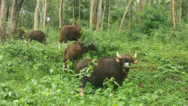 ಆಹಾರಕ್ಕಾಗಿ ನಾಡಿಗೆ ಬರುವುದು ತಪ್ಪಲಿದೆ