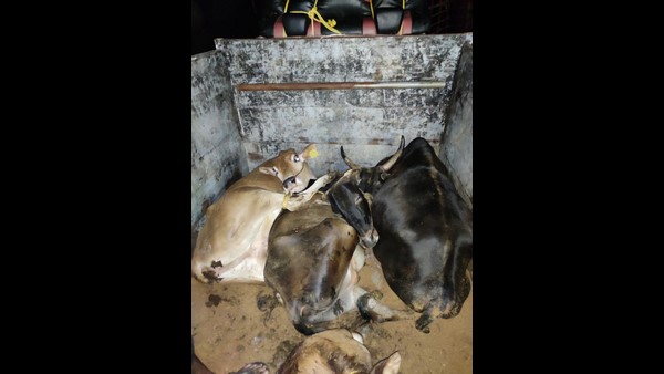 ಗೋಗಳ್ಳರ ಜಾಲ