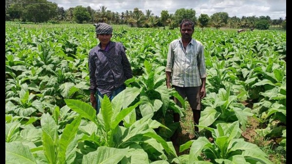 ಕೂಲಿ ಕಾರ್ಮಿಕರ ಸಮಸ್ಯೆ ತಂಬಾಕು ಬೆಳೆಗಾರರನ್ನು ಕಾಡುತ್ತಿದೆ