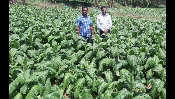ರಾಸಾಯನಿಕ ಔಷಧಿ ಸಿಂಪಡಿಸುವ ಕೆಲಸ ಮಾಡಿದ್ದಾರೆ
