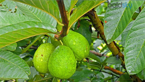 ಹುಳುಗಳ ನಿರ್ವಹಣೆ ಹೇಗೆ?