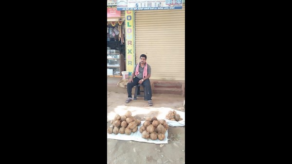 ತೆಂಗಿನ ಕಾಯಿ ವ್ಯಾಪಾರಕ್ಕಿಳಿದ ಅತಿಥಿ ಉಪನ್ಯಾಸಕ