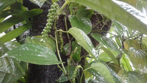 ನಿಯಂತ್ರಣಕ್ಕೆ ಹಲವು ಕ್ರಮಗಳು