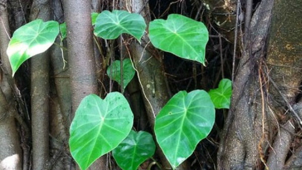 ಸುತ್ತಮುತ್ತಲಿನ ಸಸ್ಯಗಳೇ ತರಕಾರಿಗಳು
