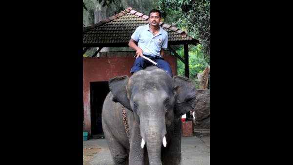 An elephant killed mahout in mysuru zoo An elephant killed mahout in mysuru zoo