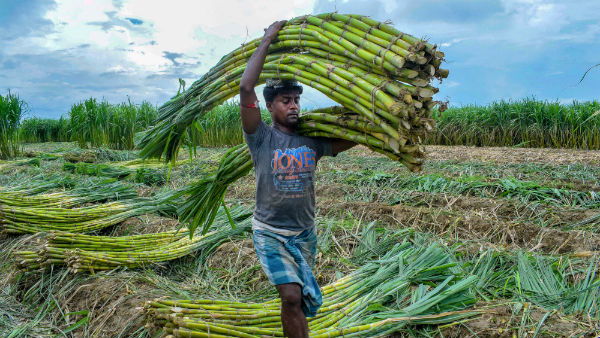 Sowing Area Increased Inbetween Coronavirus crisis In India Sowing Area Increased Inbetween Coronavirus crisis In India