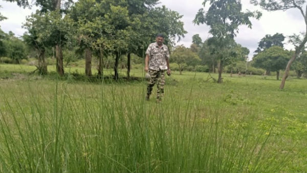 ಮರಗಿಡಗಳಿಗೆ ಮಾರಕವಾದ ಲಂಟಾನ