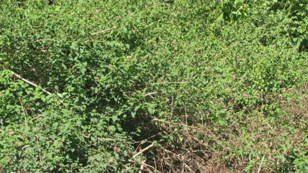ಸಸ್ಯಾಹಾರಿ ಪ್ರಾಣಿಗಳಿಗೆ ದೊರೆಯಲಿದೆ ಆಹಾರ