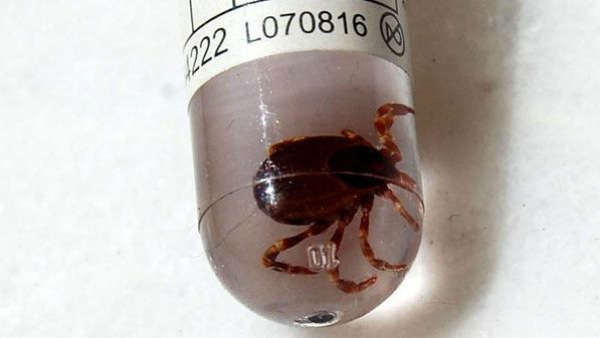 ಎಸ್ಎಫ್ ಚಿಎಸ್ ವಿ ಸೋಂಕಿದ್ದಲ್ಲಿ ಒಂದು ತಿಂಗಳು ಚಿಕಿತ್ಸೆ