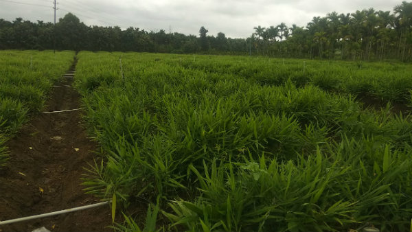 Rot Disease To Ginger Crop In Shivamogga Rot Disease To Ginger Crop In Shivamogga