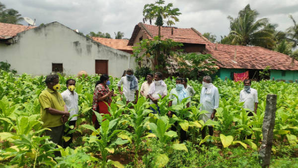 ತಂಬಾಕು ಬೆಳೆಯುವತ್ತ ನಿರಾಸಕ್ತಿ