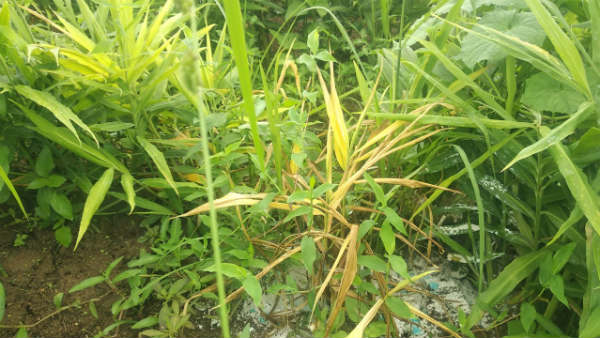 ಬೇವಿನ ಹಿಂಡಿಯ ಬಳಕೆ