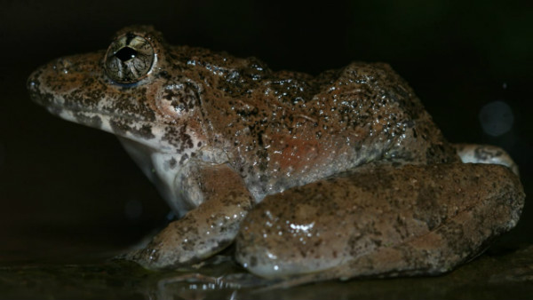 ಇದೇ ಮೊದಲ ಬಾರಿಗೆ ಪಶ್ಚಿಮ ಘಟ್ಟದಲ್ಲಿ ಪತ್ತೆ