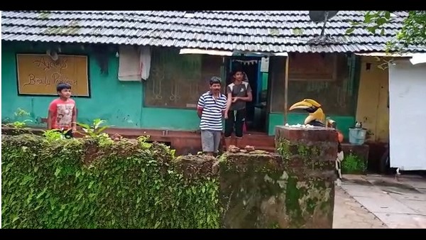 ಪ್ರತಿದಿನ ಬರುವ ಹಾರ್ನ್ ಬಿಲ್