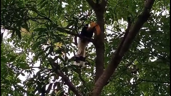 ಹಾರ್ನ್ ಬಿಲ್ ಸಂರಕ್ಷಿತ ವಲಯ