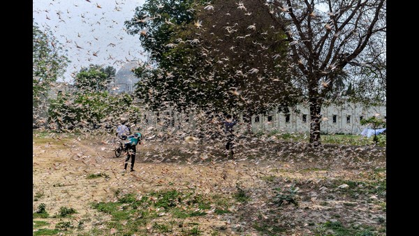 ಭಾರತ, ಪಾಕಿಸ್ತಾನ ಗಡಿಯಲ್ಲಿ ಮತ್ತೆ ಮಿಡತೆ ಹಾವಳಿ?