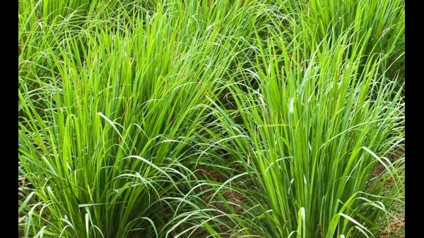 ರೈತರಿಗೆ ನಷ್ಟವನ್ನುಂಟು ಮಾಡಿದ ತಂಬಾಕು
