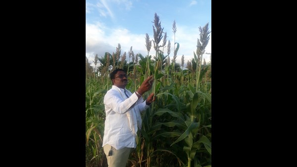 ಅಡಕೆ ತೋಟದಲ್ಲಿ ಜೋಳ ಬೆಳೆದು ಬಿಡಲು ನಿರ್ಧರಿಸಿದೆ