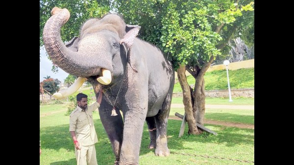 ವಯಸ್ಸಾದ ಬಳಿಕ ಆನೆಗಳಿಗೆ ವಿಶ್ರಾಂತಿ ಕೊಡಲಾಗುತ್ತದೆ