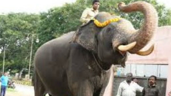 ಒಂದೇ ಹಂತದಲ್ಲಿ ಎಲ್ಲ ಆನೆಗಳು ಮೈಸೂರಿಗೆ