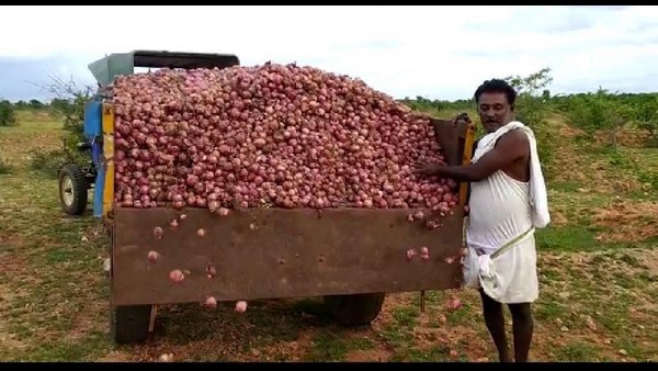 ಬೇಸರಗೊಂಡ ರೈತರಿಂದ ಬೆಳೆ ನಾಶ