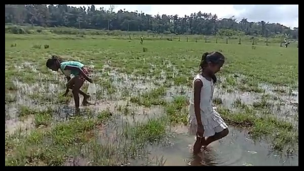 ಕೆ.ಜಿ.ಗೆ 300-400 ರೂ