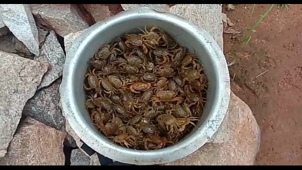 ಮಲೆನಾಡಿನಲ್ಲಿ ಏಡಿ ಸಾರು ಫೇಮಸ್