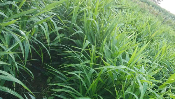 ಶುಂಠಿಗೆ ಗಡ್ಡೆಕೊಳೆ ರೋಗ