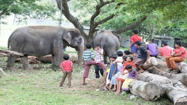 ದಸರಾ ಎಂದರೆ ಮಾವುತ, ಕಾವಾಡಿಗಳ ಕುಟುಂಬಕ್ಕೆ ಸಂಭ್ರಮ