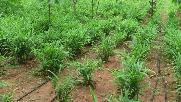 ಎರಡು ಎಕರೆಯಲ್ಲಿ ಶುಂಠಿ ಬೆಳೆ