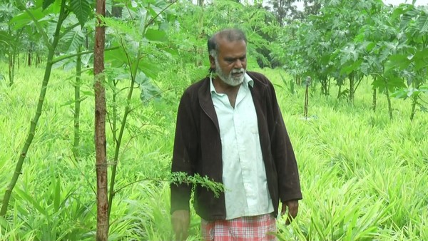 ಒಳ್ಳೆ ಇಳುವರಿ ನೀಡಿದ ಆರೈಕೆ