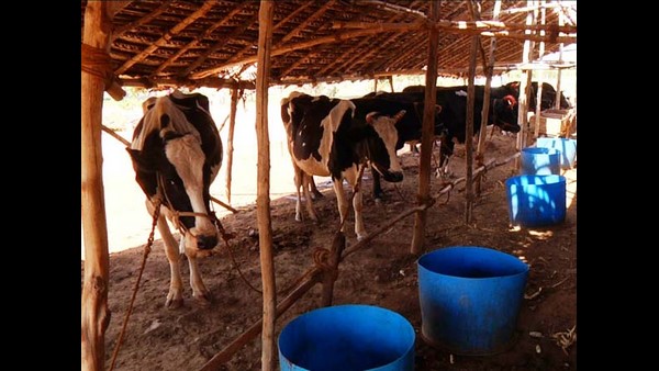 ಪಶು ಕಿಸಾನ್ ಕ್ರೆಡಿಟ್ ಕಾರ್ಡ್ ಪಡೆಯುವುದು ಹೇಗೆ?