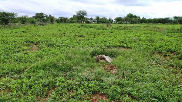 ಅನಾಥವಾಗಿದೆ ಸಿರಿಯಜ್ಜಿಯ ಸಮಾಧಿ