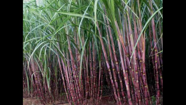 ಪ್ರತಿ ಟನ್ಗೆ 3,330 ರೂ. ಬೆಲೆ ನಿಗದಿ ಮಾಡಿ