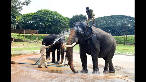 ಪುಂಡಾನೆಯಾಗಿದ್ದ ಅಭಿಮನ್ಯು
