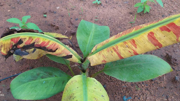 ಕಾಕೊರೆಯುವ ಮೂತಿ ಹುಳು