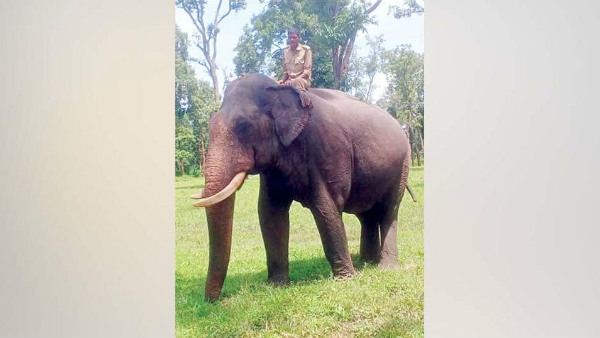 ಅಭಿಮನ್ಯು ನೇತೃತ್ವದ ಐದು ಆನೆಗಳ ತಂಡ