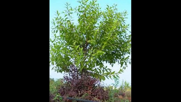 ಮರ ಬೆಳೆಸುವುದಕ್ಕಿಂತ ರಕ್ಷಿಸುವುದೇ ಸವಾಲು