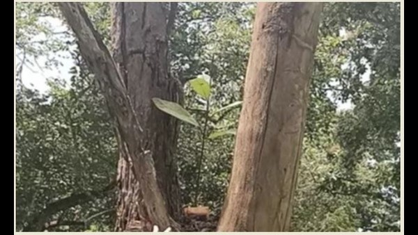 ಅಗ್ನಿ ಅನಾಹುತಕ್ಕೆ ನಲುಗಿದ ಗಿಡಮರಗಳು