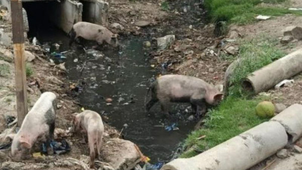 ಹಂದಿ ಗೂಡಾಗಿ ಪರಿವರ್ತನೆಗೊಂಡ ವೃತ್ತ