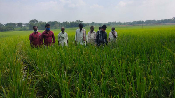 ಮಂಡ್ಯದ ಕೆಲವು ಕಡೆ ಭತ್ತಕ್ಕೆ ಹುಳು ಕಾಟ