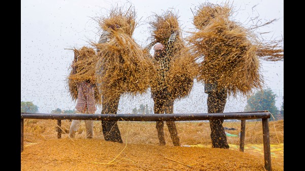 ಮೈಸೂರಿನಲ್ಲಿ ಖರೀದಿ ಕೇಂದ್ರಗಳು