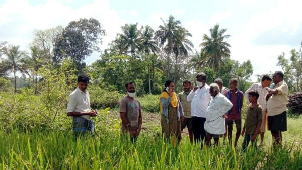 ಕಂದು ಜಿಗಿಹುಳು ತಡೆಗೇನು ಮಾಡಬೇಕು?